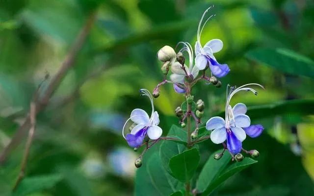 蓝蝴蝶 花如彩蝶飞舞 四季花开不断 好养又漂亮 小肥肉养花 微信公众号文章阅读 Wemp