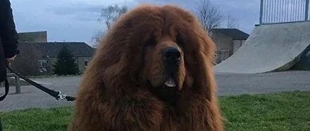 狗子站起来有一米八，出门老是被误认为是狮子，主人：它还很爱撒娇！