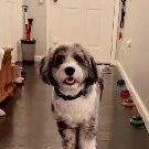 听到主人说我爱你，狗子里面放下玩具过来回应，好聪明好暖！