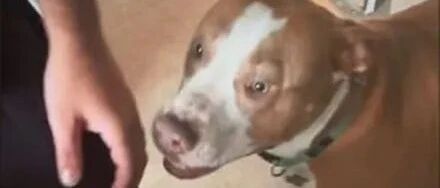 狗子第一次感受到主人的胎动，原本困得不行突然变精神，好可爱！