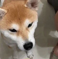 网友拿橘子给阿柴吃，它明明没舔到却演得好像很酸，笑屎惹！