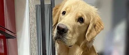 金毛被规定不能进厨房，于是每次做饭它都来演这一出，太心机了哈哈哈哈！