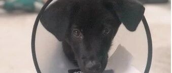 小黑狗睡一觉耳朵飞起来，弟弟以为它生病求去看医生，妈妈都笑翻了！