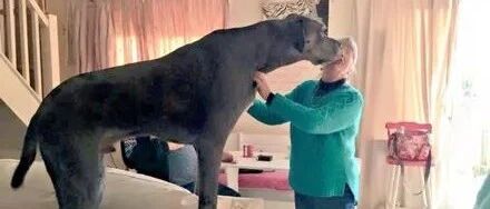 女子养了一只大狗，结果它一不下心就咬坏了23张沙发：养不起！