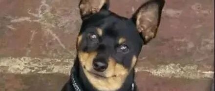 警察抓捕毒贩却搜不到证据，结果毒贩养的狗子来帮忙，笑喷了！