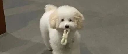 主人第一次给狗子洗澡，结果洗完吹好后，笑喷了！