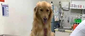 金毛听到医生喊它名字会吓到跑掉，然而这次它的反应，笑喷了！