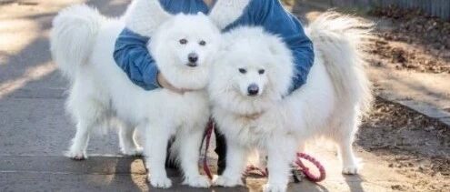 萨摩耶猛掉毛，女子竟然收集起来做成了披肩，太舒服了！