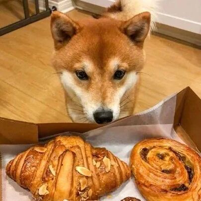 主人刚把几个面包放在桌子，狗子就出现在面前盯着，口水都快流地上了！