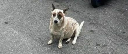 警局门口跑来一只小狗，网友一看它笑翻：一定是被揍了！