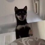 主人一直赖床不起来，阿柴就用这种方式去叫她，要被笑屎惹！