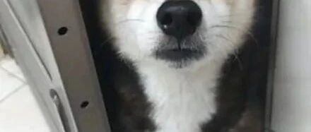 狗子非要跟主人一起去厕所，结果还低吼嫌弃她太臭，好逗！