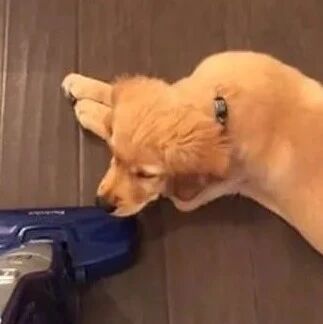 小金毛第一次见到吸尘器，居然被吓成这幅样子，太可爱了哈哈哈哈！