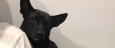 狗子害怕清耳朵，于是主人说了4个字后，它马上露出超开心的神情！