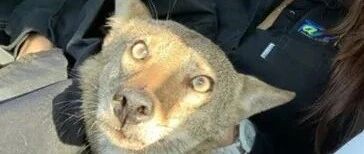 女子把一只受伤的狗狗送到医院治疗，结果医生的话，让她傻眼了！