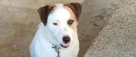 网友偶遇一只有点怪的狗子，凑近一看顿时笑喷：化妆化一半！