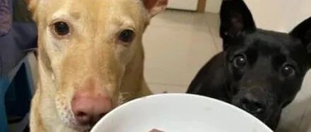 2只狗狗以为是散步很高兴，下秒却被抓去洗澡瞬间崩溃：快哭了！