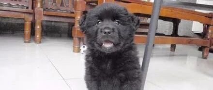 主人说要把狗子卖掉，它就露出这种奇怪的表情，网友笑喷：这是熊吧！