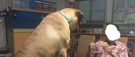 主人坐在客厅吃饼干，下一秒被130斤的狗子打劫：还敢吃？