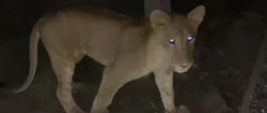 狗狗散步却紧盯草丛，主人不以为意，结果下秒发生的事情让他傻眼！