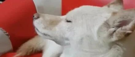 主人上班太晚回来，狗子气得斜眼瞪人嘴巴还碎碎念：别理我！