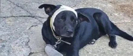 黑狗把妹遭追打头顶大包扎哀怨回家，网友看到笑喷了：还好脸没事！