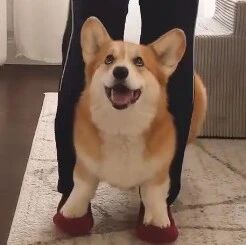 柯基跟主人玩踏步，这配合程度太完美了，好乖！