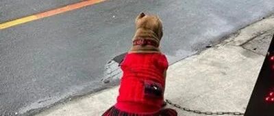 网友在路边看到红洋装背杀少女，结果她一回头，笑喷了！