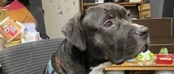 比特犬看到吃的很兴奋，没控制好力道，下一秒心疼主人！