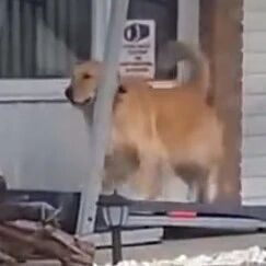网友拍到一只金毛在门口锻炼，这熟悉的动作，很坚持！
