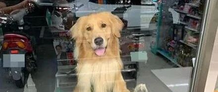 银行取钱却被黄毛“强盗”盯着看，网友笑着投降：给你买肉肉！