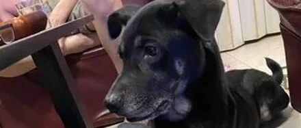 狗子忘记自己长大了，它还喜欢躺在奶奶腿上撒娇，网友：奶奶罩的大孩子！