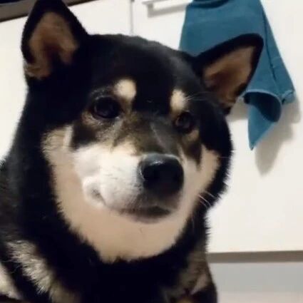 主人拿手碰狗子的脚，结果它的反应，笑喷了！