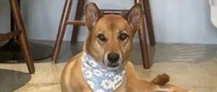 咖啡店的店狗很眼熟，网友跟它互看三秒相认：原来是你！