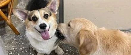 金毛从小被柯基压着打，8个月后笑喷了，主人：风水轮流转！