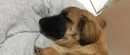 主人离开5分钟狗子偷吃三条苦瓜，还躲墙角舔嘴回味，网友：懂得养生!