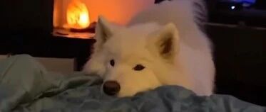 萨摩耶对猫咪很痴迷，于是主人做了这个决定，偿所愿了！