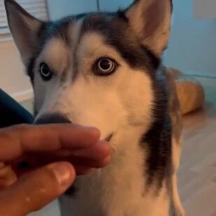 主人假装被二哈咬到，下一秒二哈的反应，太暖了！