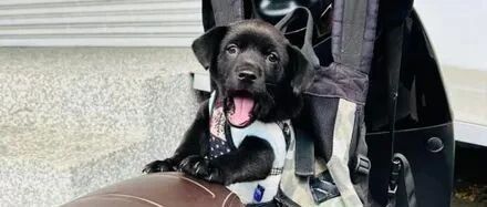 收养一只小黑狗，结果才3周它就暴风膨胀长大，主人都被吓到了！