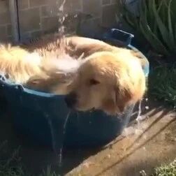 金毛躺在桶里泡澡，还有淋浴，这也太巴适了吧！！
