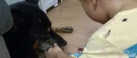 碗被弟弟塞满塑料食物，狗子还要配合演戏，无奈的表情笑喷了！