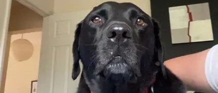 男子与网友网恋，发现她居然是自家狗子的前主人，这缘分绝了！