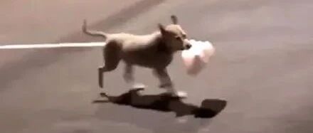 狗子深夜叼三份外卖在路上狂奔，网友好奇跟踪，结果被它笑翻!