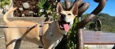 主人带狗狗出门散步，结果路上竟然和一位阿伯撞衫了，网友：是真爱！