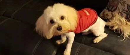 主人新买了一个地毯，结果狗子躺进去秒隐身，主人：每次都怕踩到！