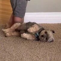 约克夏舔了小主人的手，然后躺在地上求摸摸，太可爱了！