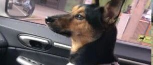 狗狗小时候一张黑脸，结果1岁后变成一张黄脸，网友：被骗了？