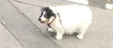 大叔路边拍小狗被当成偷狗贼，生气发文反击，网友一看却都笑喷！