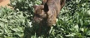 沙发被拆掉狗子秒去找靠山，还躲在怀里哭诉，妈妈傻眼：后台很硬！