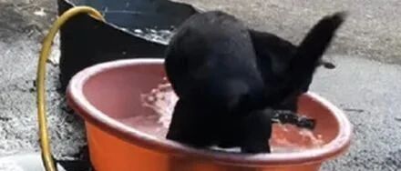 狗子从小喜欢坐水盆玩耍，结果第一次遇到下大雨吓到腿软发抖：救命啊！